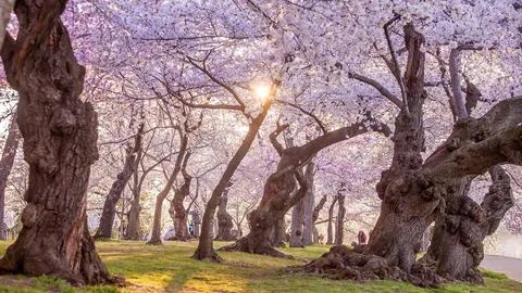 Quando as flores se tornam pontes