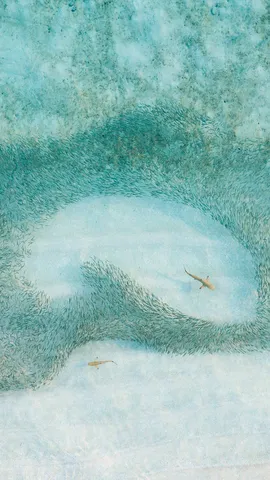 一群鲨鱼正在狩猎