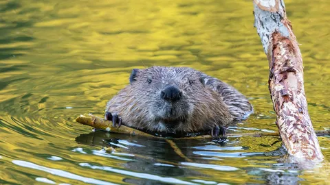 One stick at a time