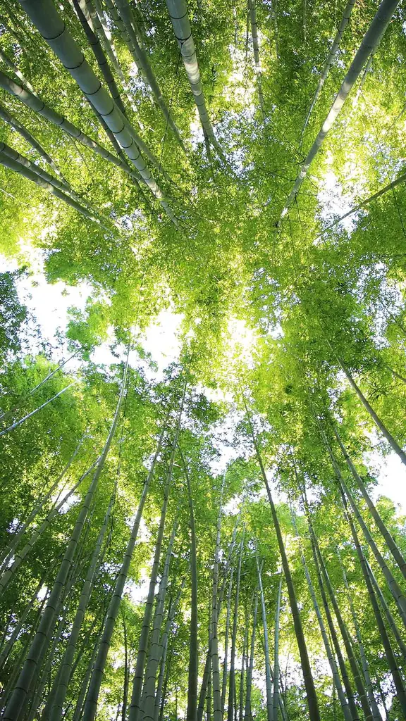 绿意盎然