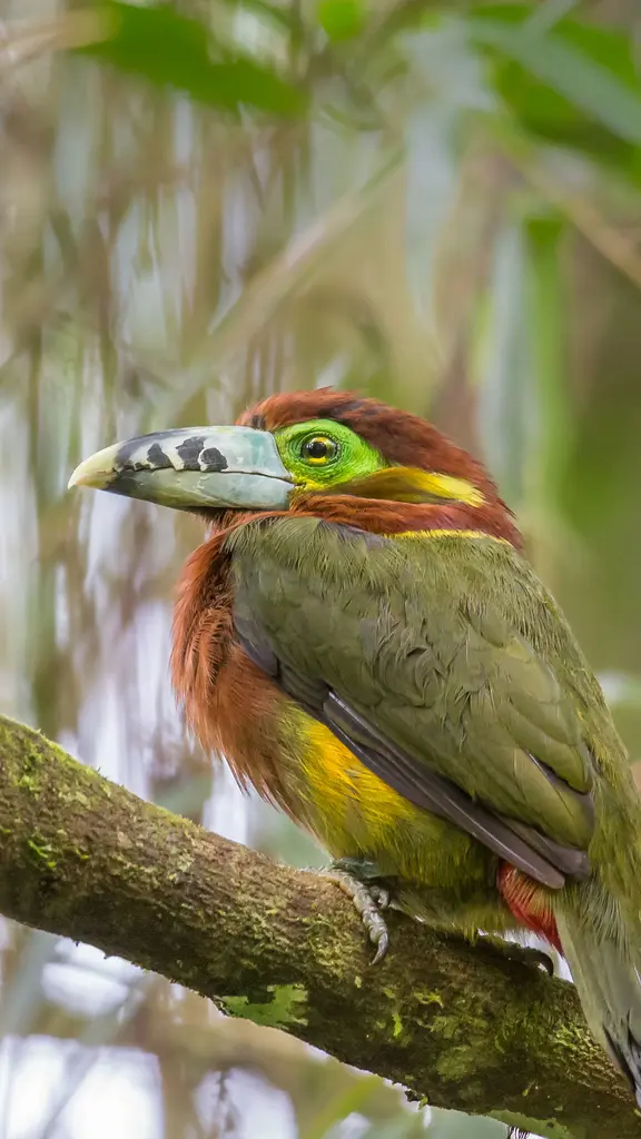 Beleza Ex&oacute;tica na Natureza Brasileira
