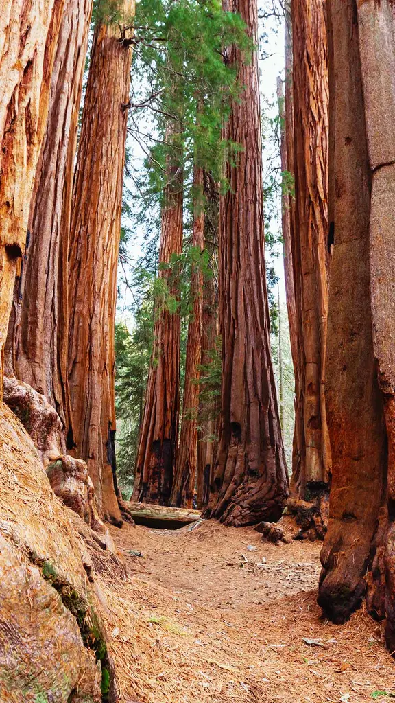O reino dos antigos gigantes
