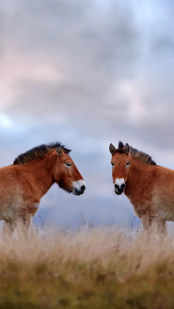 モンゴルで再野生化された馬