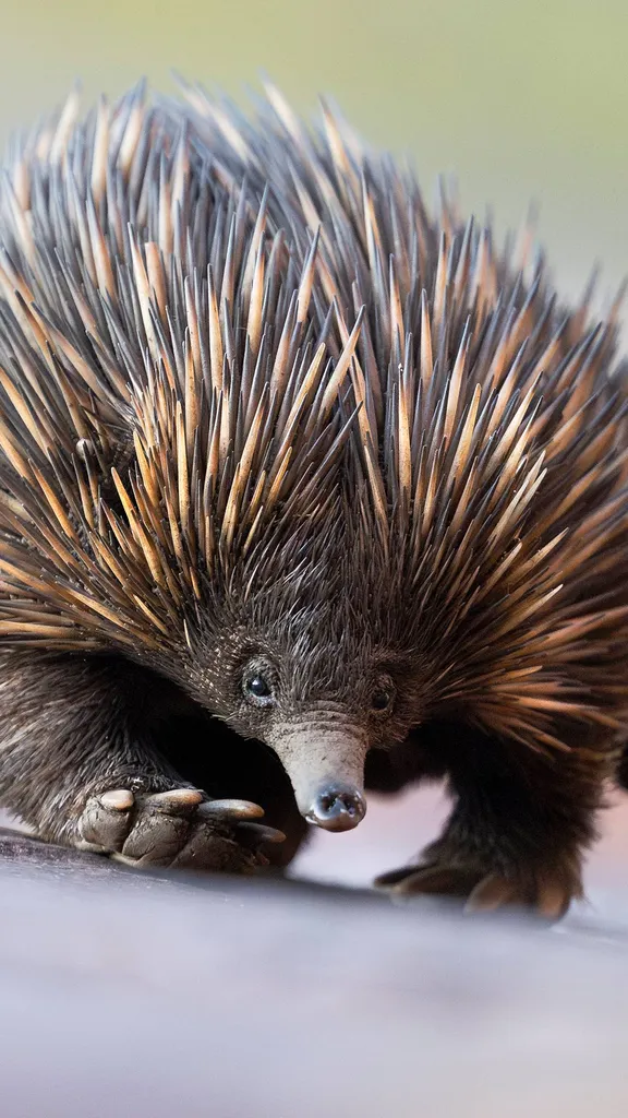 Um animal espetacular