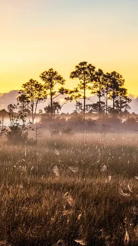 Florida's living wetlands