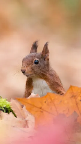 &iexcl;Una bonita sorpresa!