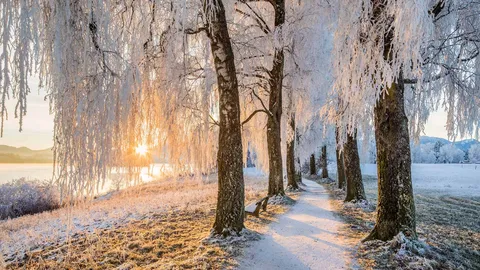 The veil of winter