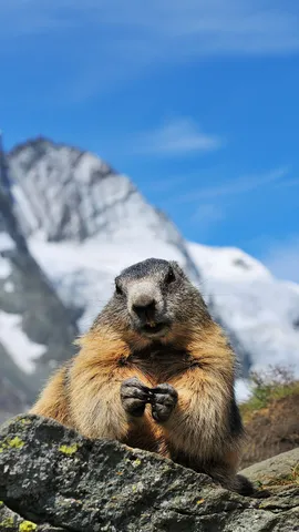 Neugieriges Gemurmel
