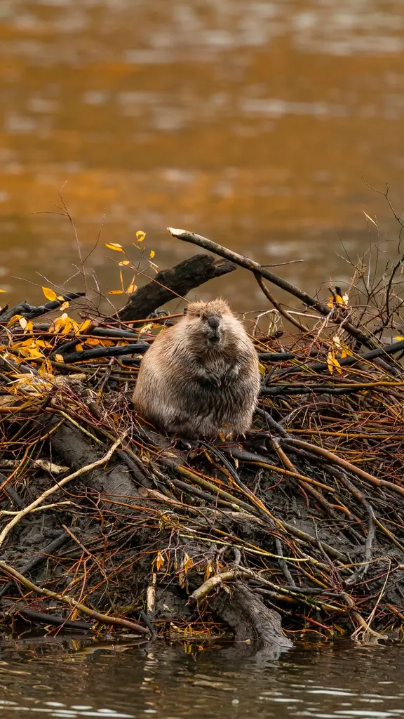 Le b&acirc;tisseur des rivi&egrave;res