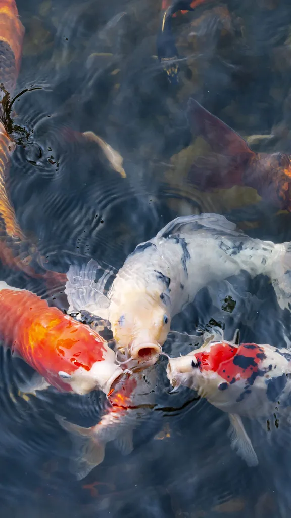 A pond of stories