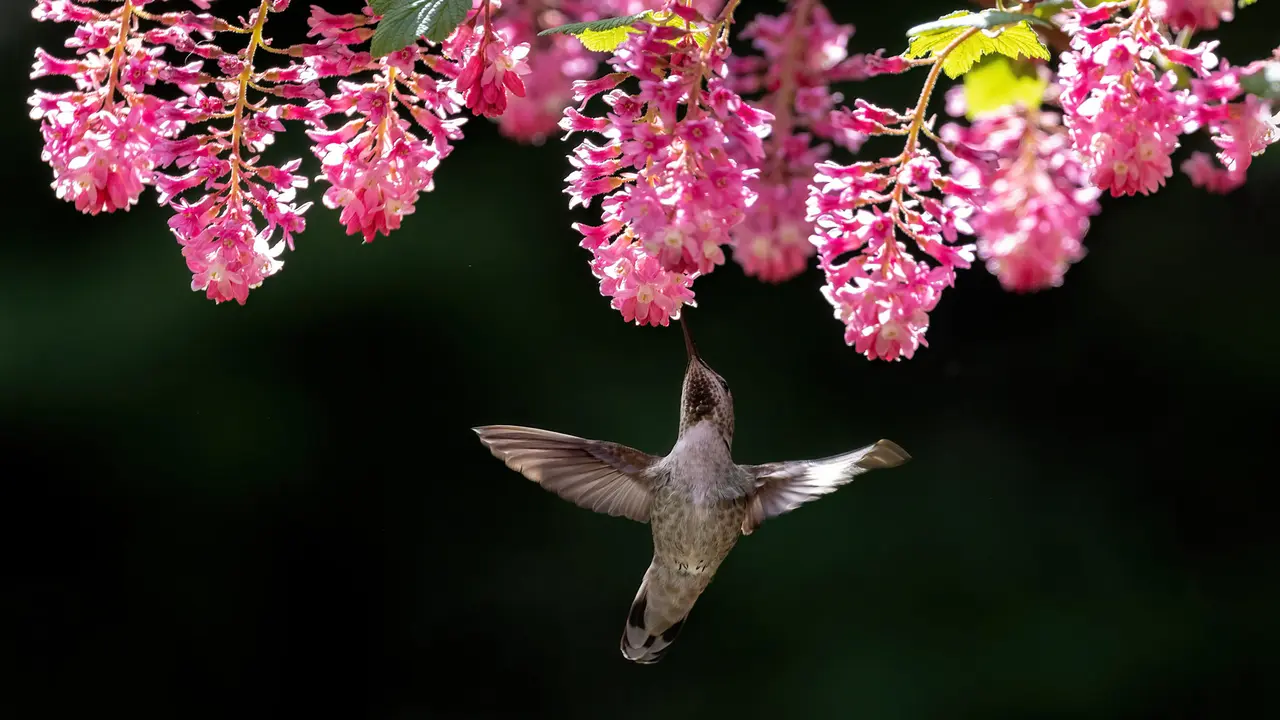 Small bird, big buzz!