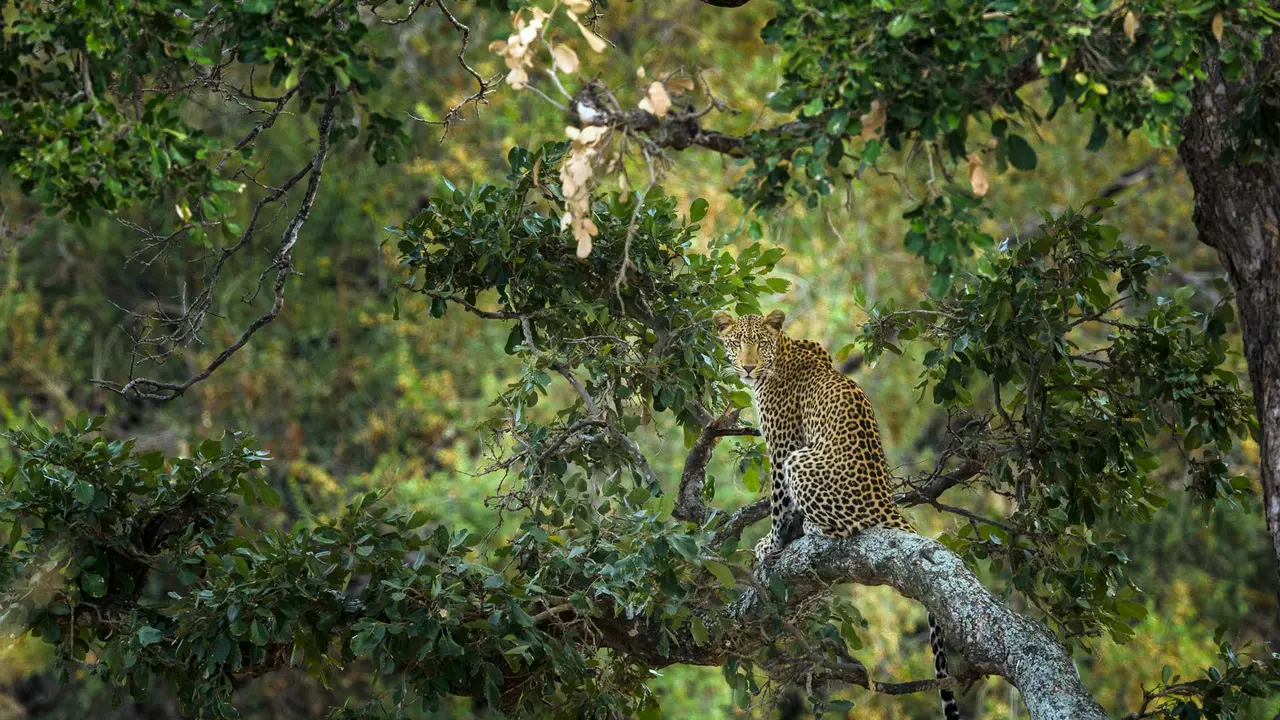 Um acrobata da selva