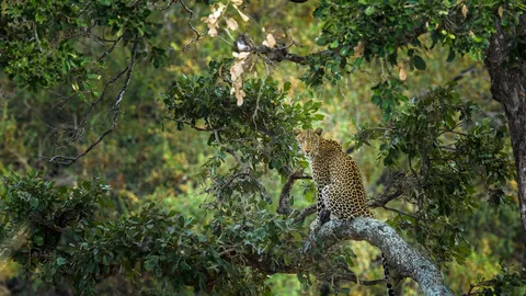 Um acrobata da selva