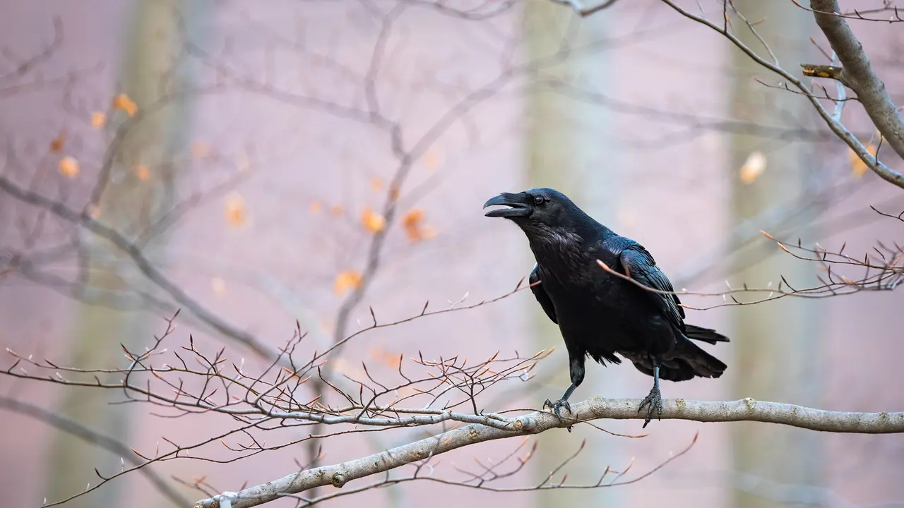 Here's to ravens, evermore