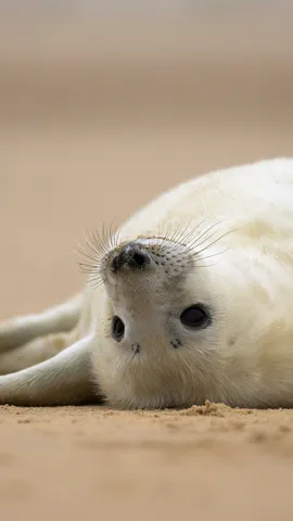 &iexcl;Bienvenida al mundo foquita!