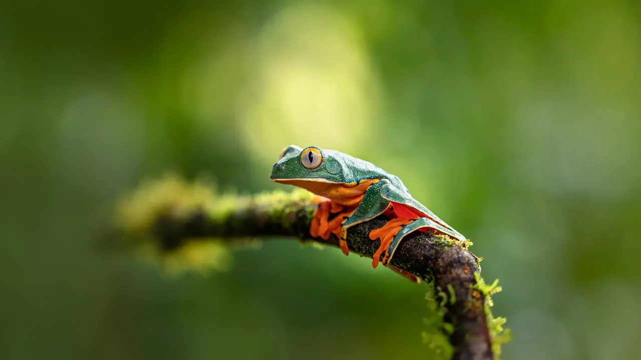 A splendid creature