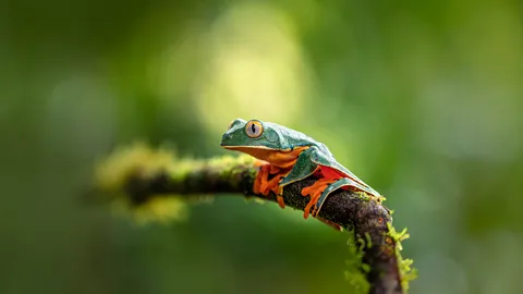 A splendid creature