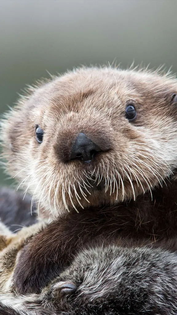 一脸好奇的海獭宝宝