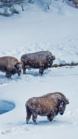 黄石国家公园的美洲野牛，美国怀俄明州