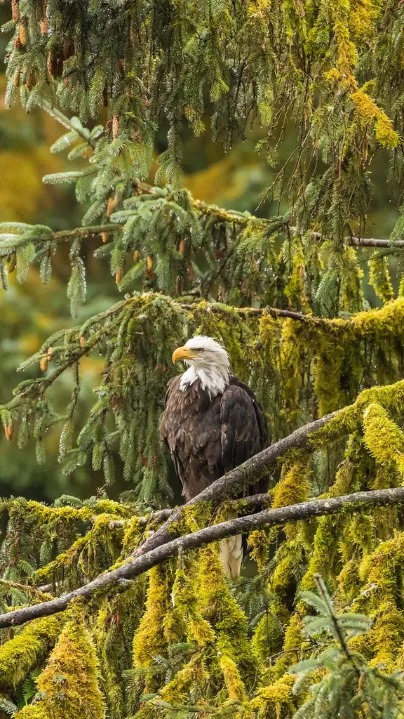 Comemorando um &iacute;cone americano