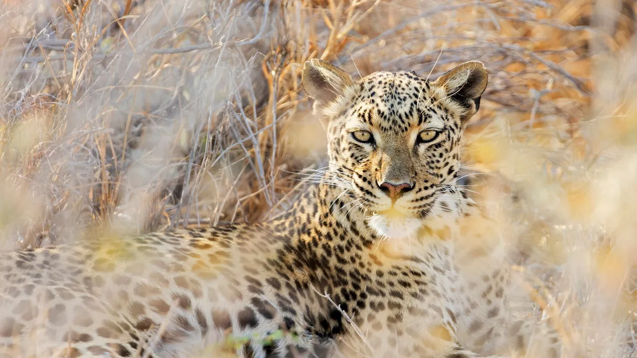 Leopard at Etosha National Park, Namibia
