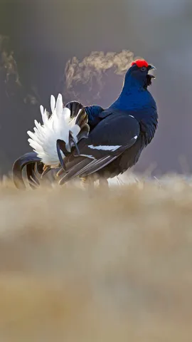 正在打鸣求偶的雄性黑琴鸡，芬兰库萨莫