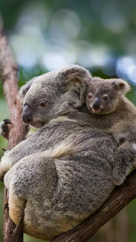 母亲节，我们向这些有袋动物妈妈致敬