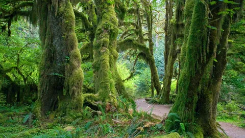 Un diverso modello di foresta pluviale