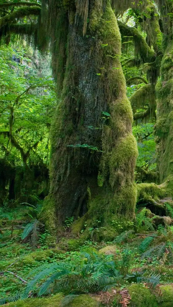 今日は米国の「グリーンフライデー」