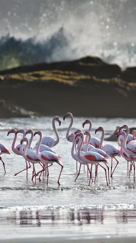 A tidal ballet