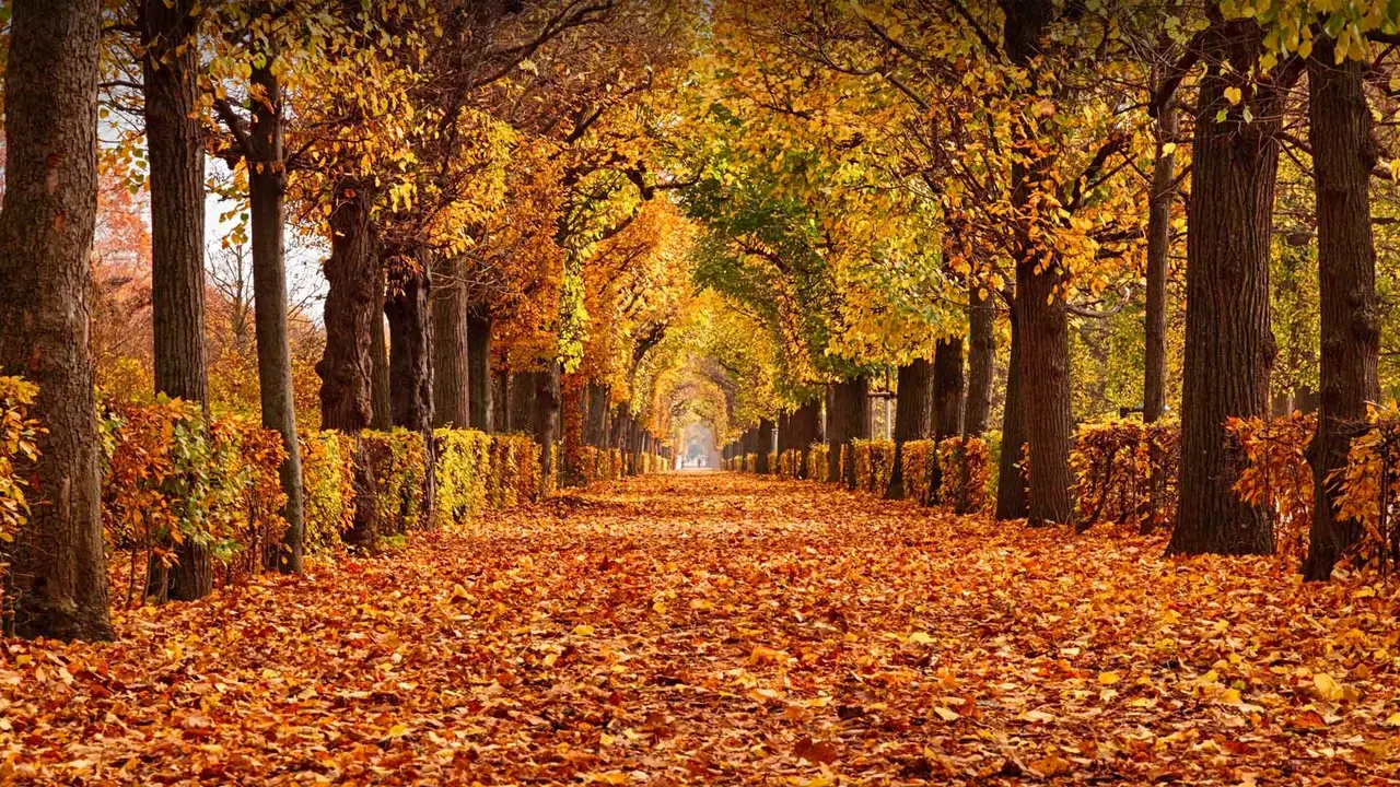 A leaf stomper's paradise