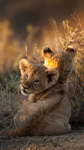 Simba, &iquest;eres t&uacute;?
