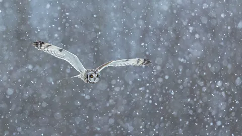 狩りの名手