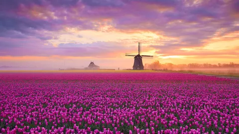 Le royaume des tulipes