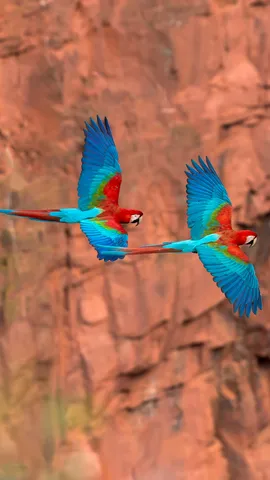 红绿金刚鹦鹉之家