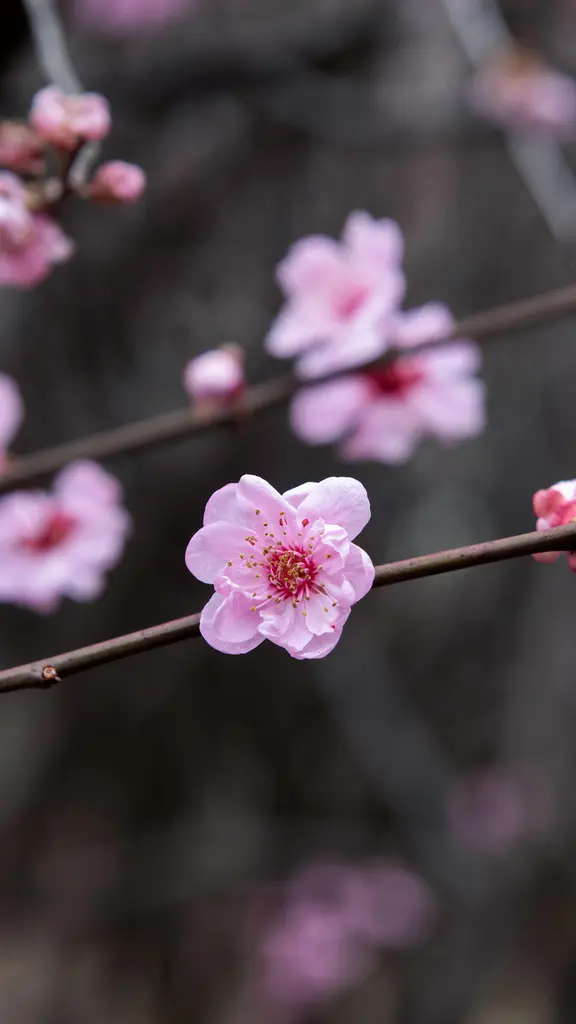 寒さの中に凛とした姿で咲く花