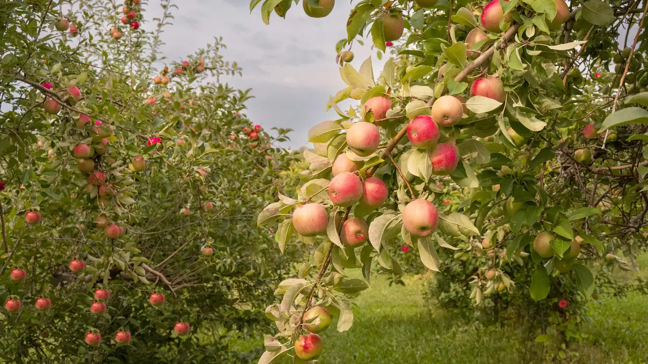 Apples ready for harvest, Minnesota, United States