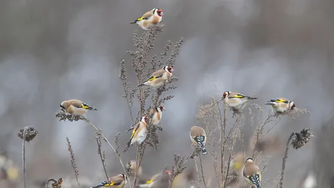 Farbenfrohe G&auml;ste