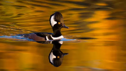 Male hooded merganser, Oregon, United States