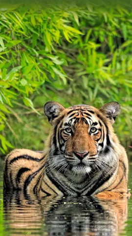 Stripes in sight