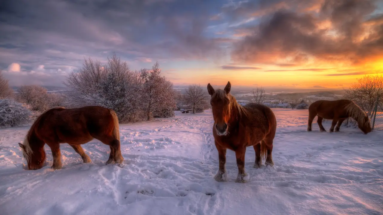 Des chevaux et des hommes