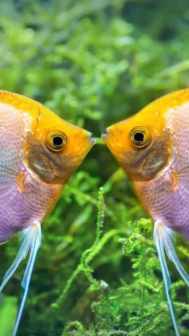 Sintonia l&iacute;quida