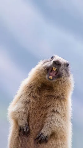 阿尔卑斯旱獭，奥地利陶恩山国家公园