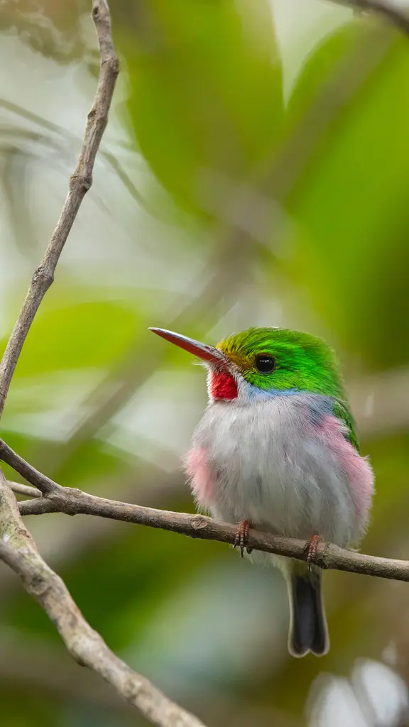 Can you answer the call?