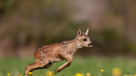 Vamos l&aacute;!