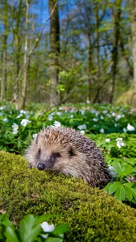 Spring's prickly patrol