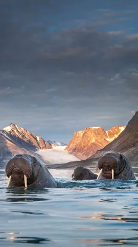 随浮冰漂流