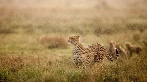 雨の中のチーター