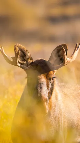 Que el alce se alce con esplendor