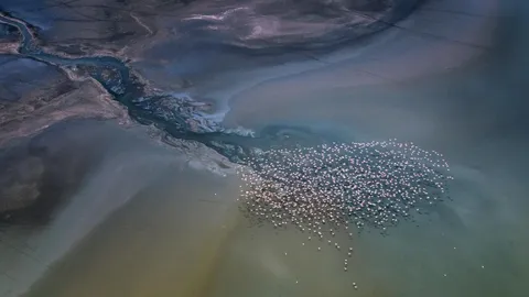 湖の上空を舞うコフラミンゴの群れ